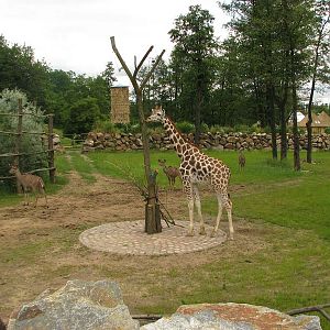 Enclosure for giraffe and greater kudu