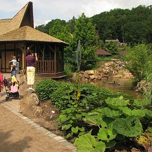 Indian rhino male BENI swimming