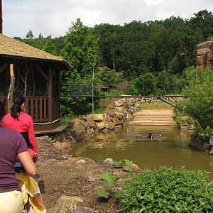 Indian rhino male BENI swimming