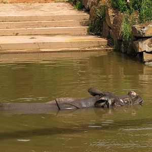 Indian rhino male BENI
