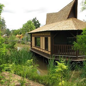 Lion-tailed macaque house