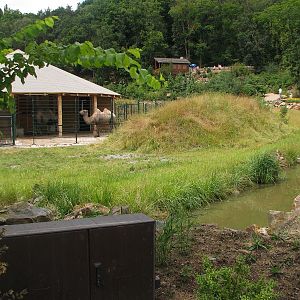 Bactrian camel house