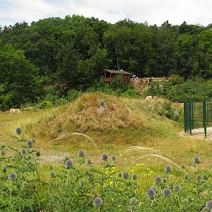 Bactrian camel pen and house