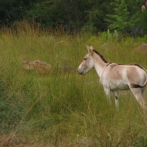 Kulan in the camel pen