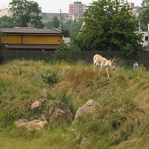 Kulan in the camel pen
