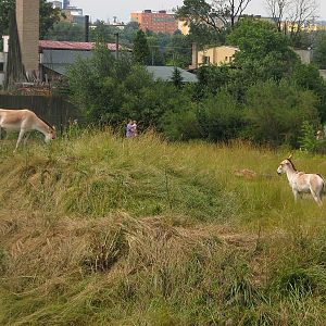 Kulans in the camel pen