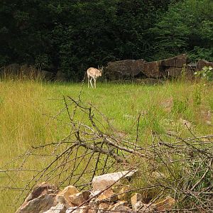 Goitered gazelle in the camel pen