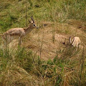 Goitered gazelle in the camel pen