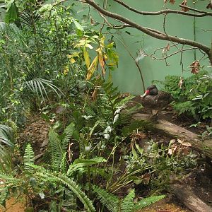 Freckled duck in the indian rhino house