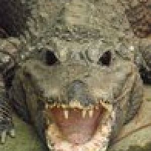 Croc. Species?