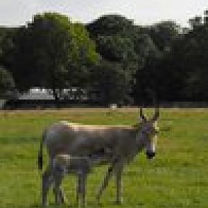 Onager foal one day old.