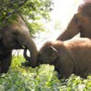 Elephants in the woods.