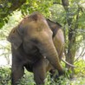 Elephant eating nettles.