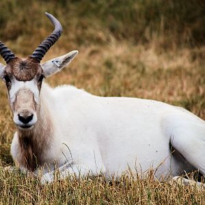 ADDAX