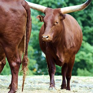 ANKOLE CATTLE
