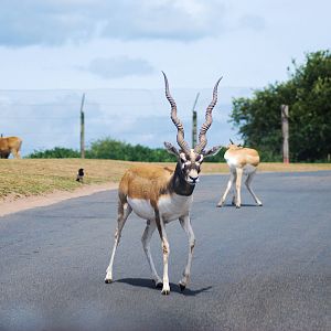 BLACKBUCK