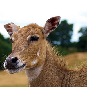 NILGAI (FEMALE)