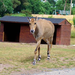 NILGAI