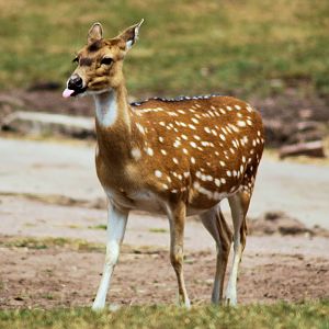 CHITAL OR AXIS DEER