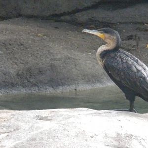 White Breasted Cormorant