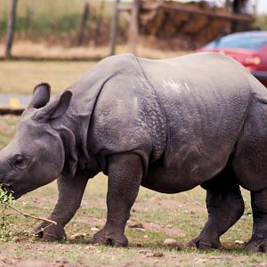 INDIAN RHINO
