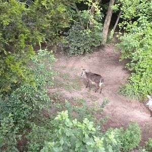 Waterbuck