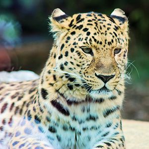 AMUR LEOPARD