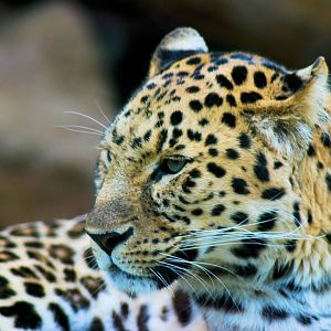 AMUR LEOPARD