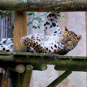 AMUR LEOPARD