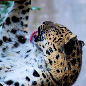 AMUR LEOPARD