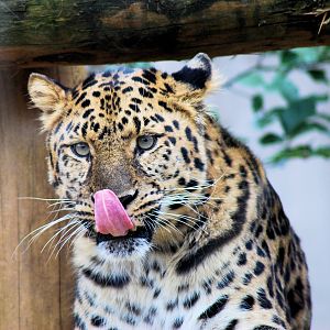 AMUR LEOPARD