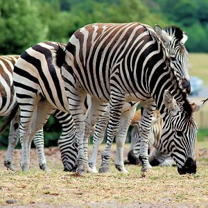 BURCHELLS ZEBRA