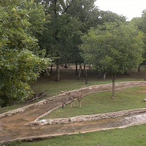Greater Kudu