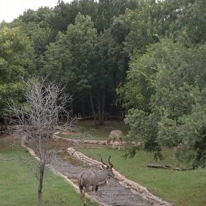 Greater Kudu