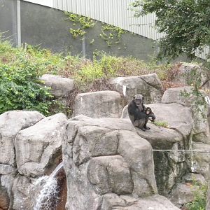 Chimpanzee