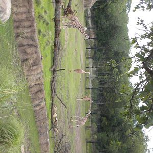 Giants of the Savanna - Giraffe