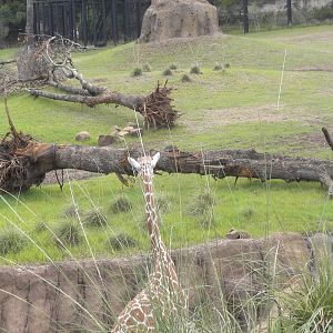 Giants of the Savanna - Giraffe