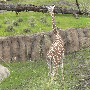 Giants of the Savanna - Giraffe