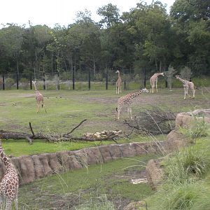Giants of the Savanna - Giraffe