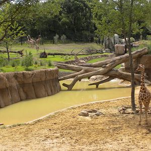Giants of the Savanna - Giraffe