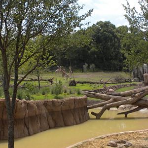 Giants of the Savanna - Giraffe