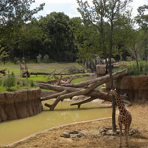 Giants of the Savanna - Giraffe