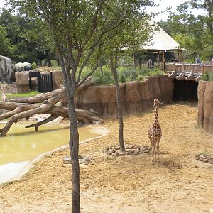 Giants of the Savanna - Giraffe