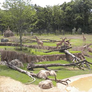 Giants of the Savanna - Giraffe