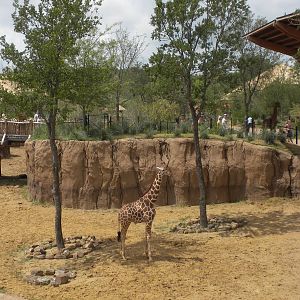 Giants of the Savanna - Giraffe