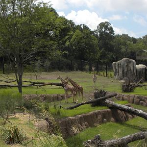 Giants of the Savanna - Giraffe