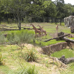 Giants of the Savanna - Giraffe