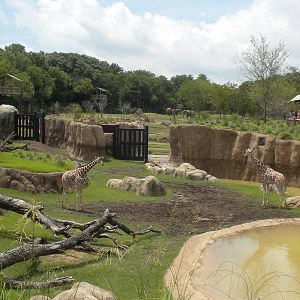 Giants of the Savanna - Giraffe