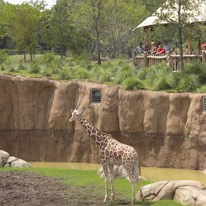 Giants of the Savanna - Giraffe