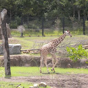 Giants of the Savanna - Giraffe